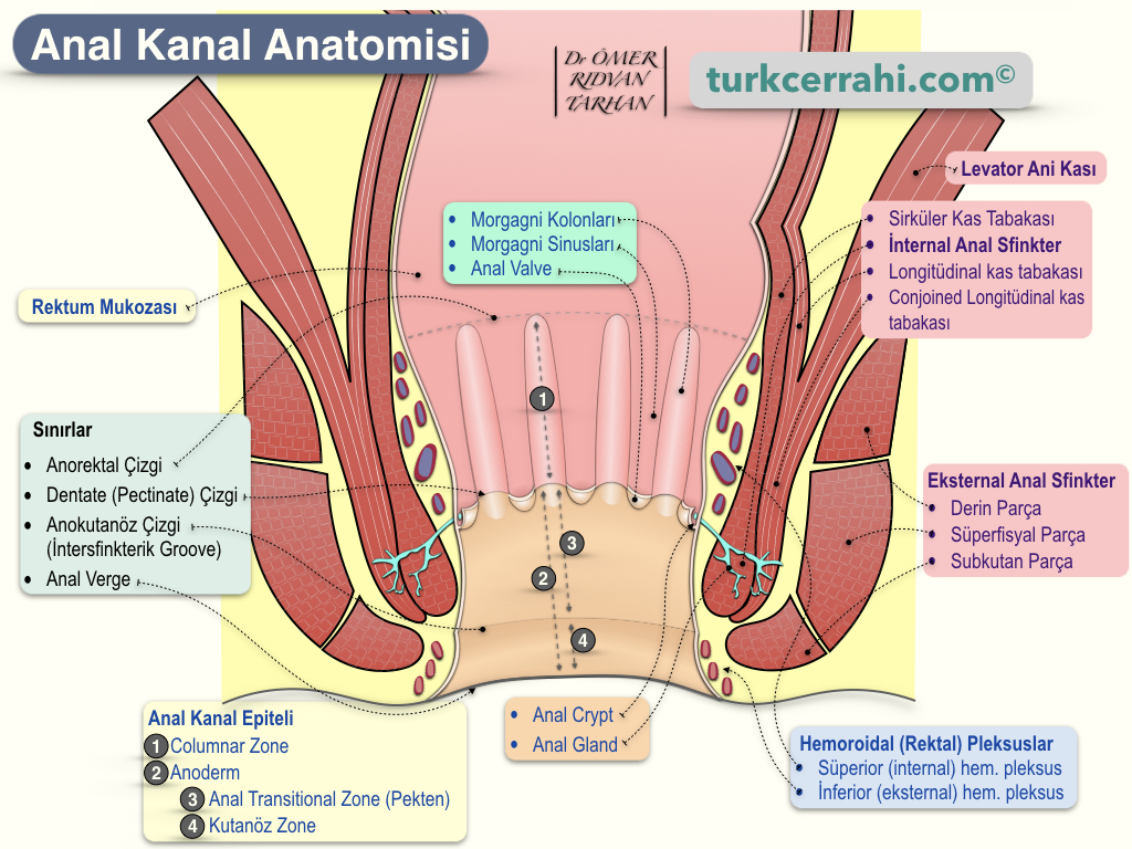 daniel bignall add turk anal photo