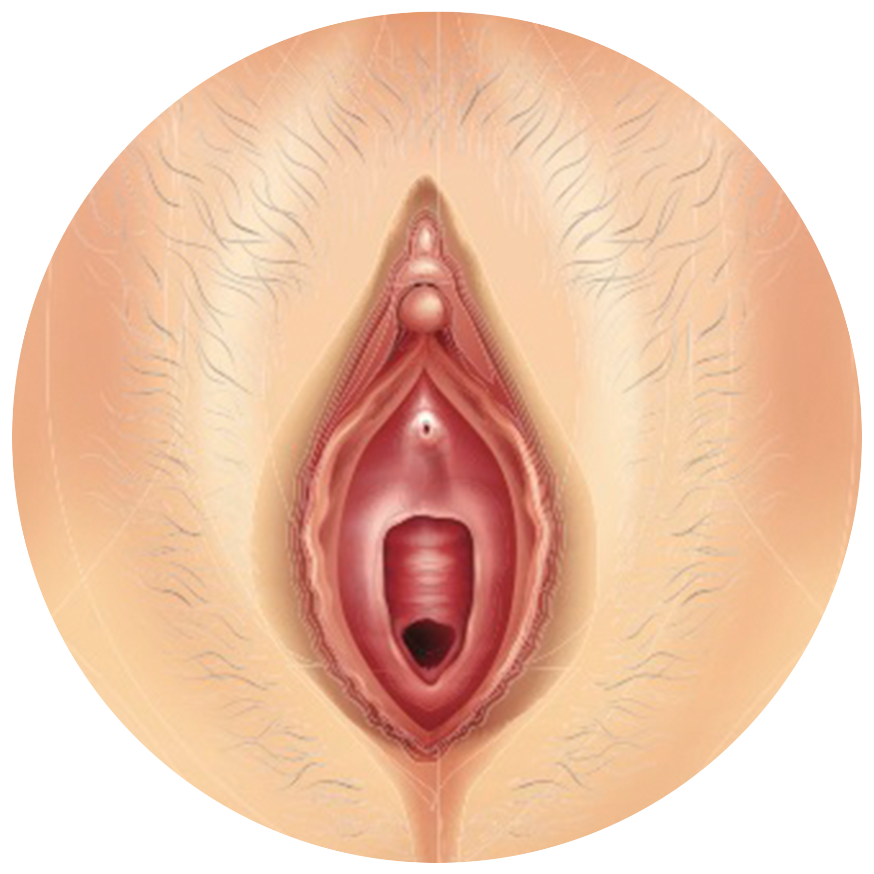 Best of skinny asian naked adam cress share vulva close up photos